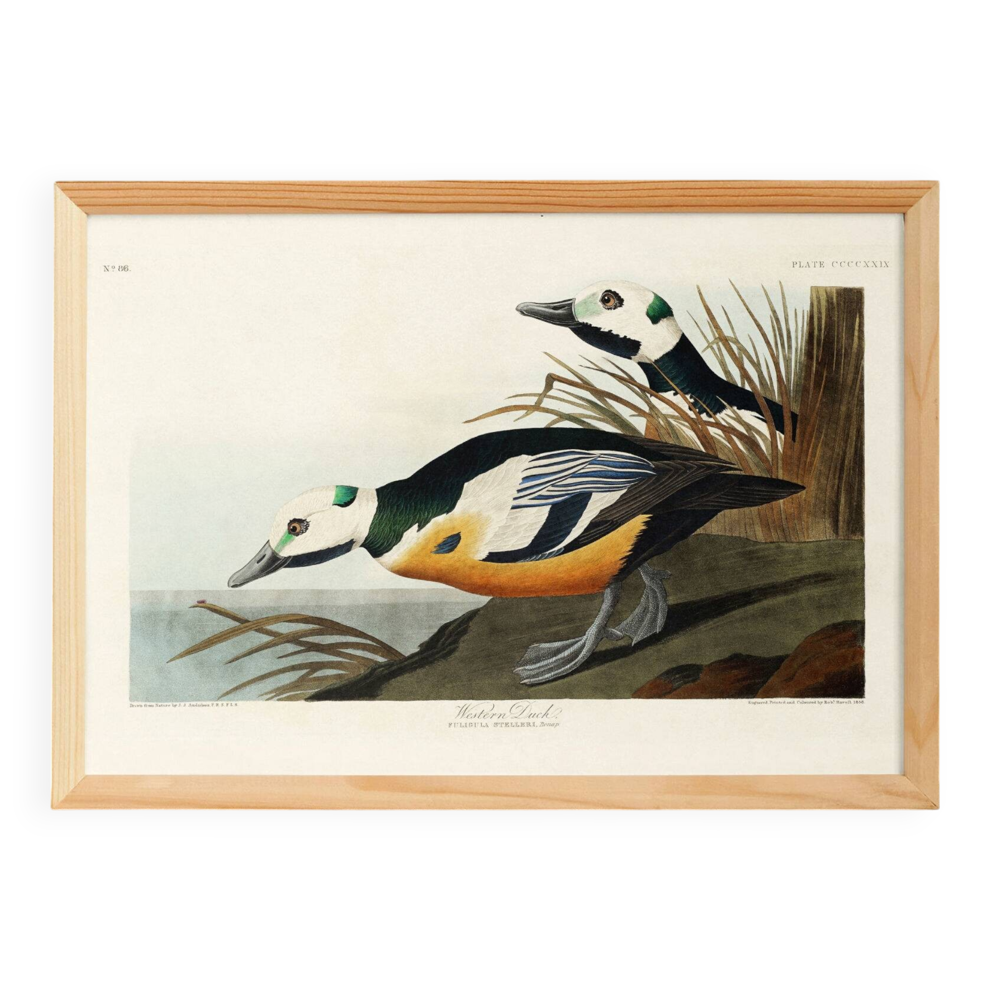 Poster about the Icelandic Goldeneye, based on an old engraving from 1827.