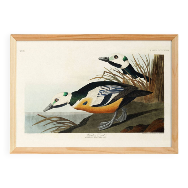 Affiche sur le Garrot d’Islande, d’après une gravure ancienne de 1827.