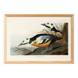 Poster about the Icelandic Goldeneye, based on an old engraving from 1827.