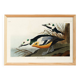 Poster about the Icelandic Goldeneye, based on an old engraving from 1827.