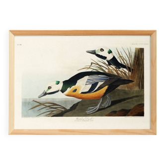 Poster about the Icelandic Goldeneye, based on an old engraving from 1827.