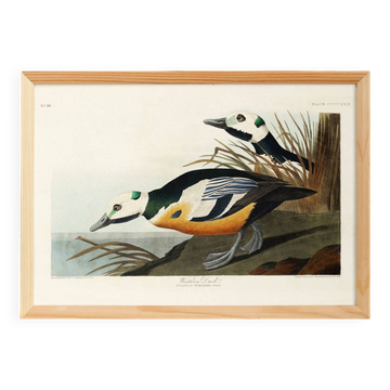 Affiche sur le Garrot d’Islande, d’après une gravure ancienne de 1827.