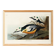 Poster about the Icelandic Goldeneye, based on an old engraving from 1827.