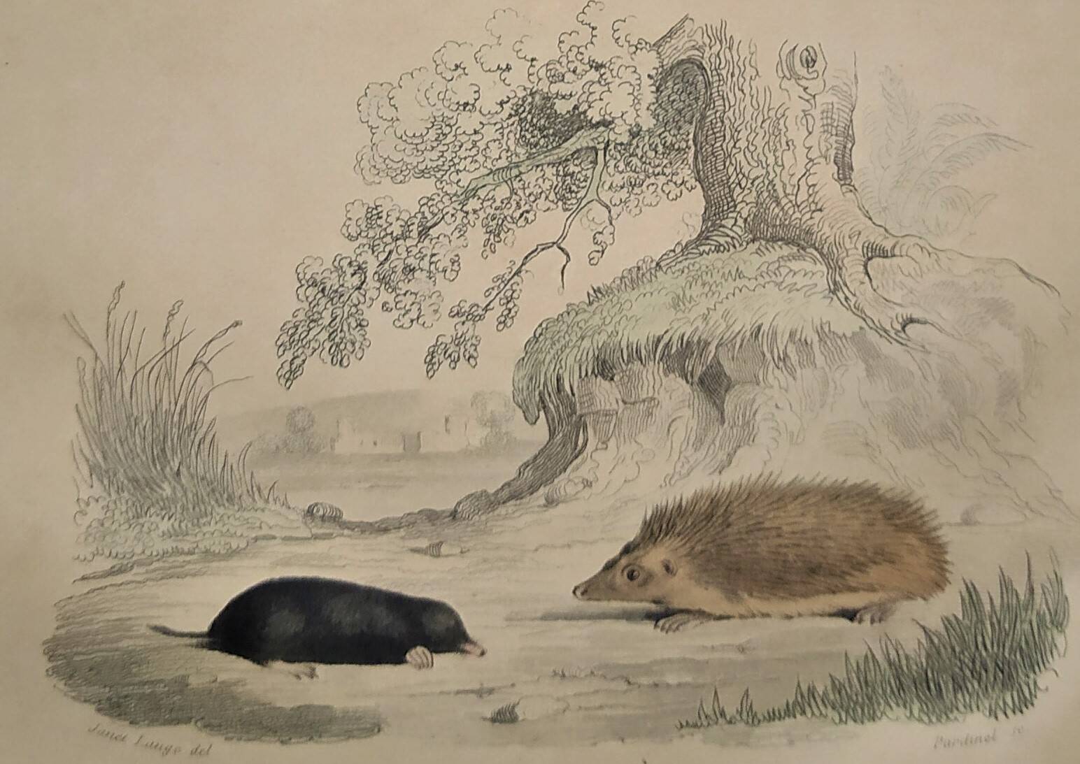 Original Zoological Plate "Guinea Pig, Mole,... - Buffon 1836