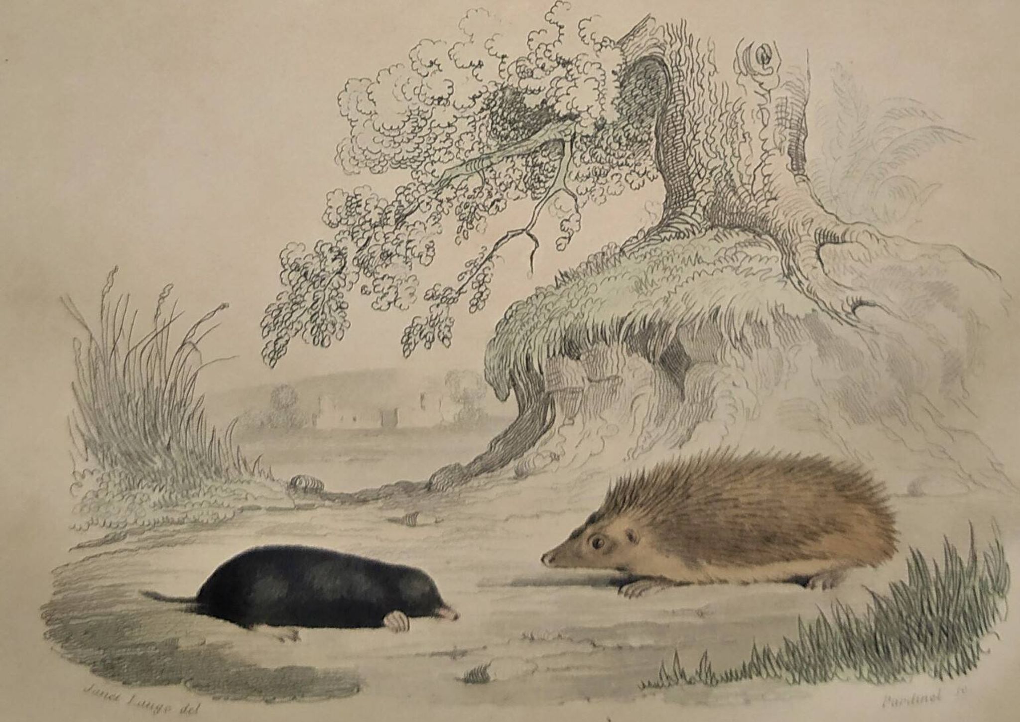 Original Zoological Plate "Guinea Pig, Mole,... - Buffon 1836