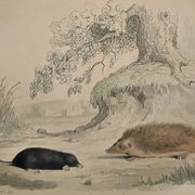 Original Zoological Plate "Guinea Pig, Mole,... - Buffon 1836