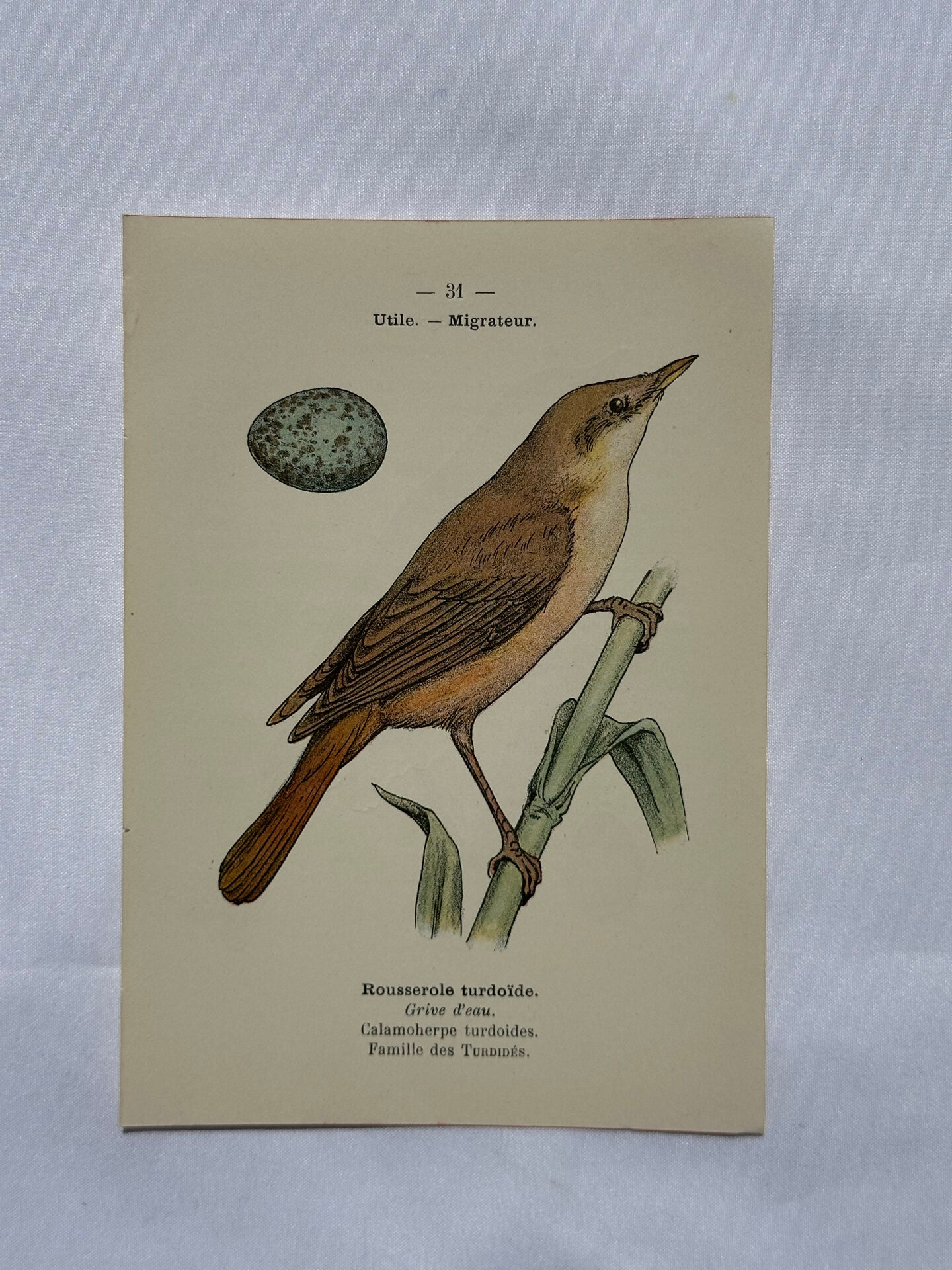 Planche Botanique Gravure oiseaux naturaliste  19eme recto verso  A