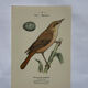 Planche Botanique Gravure oiseaux naturaliste  19eme recto verso  A