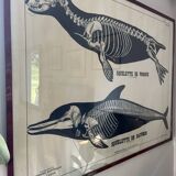 Deyrolle, poster skeleton seal and dolphin