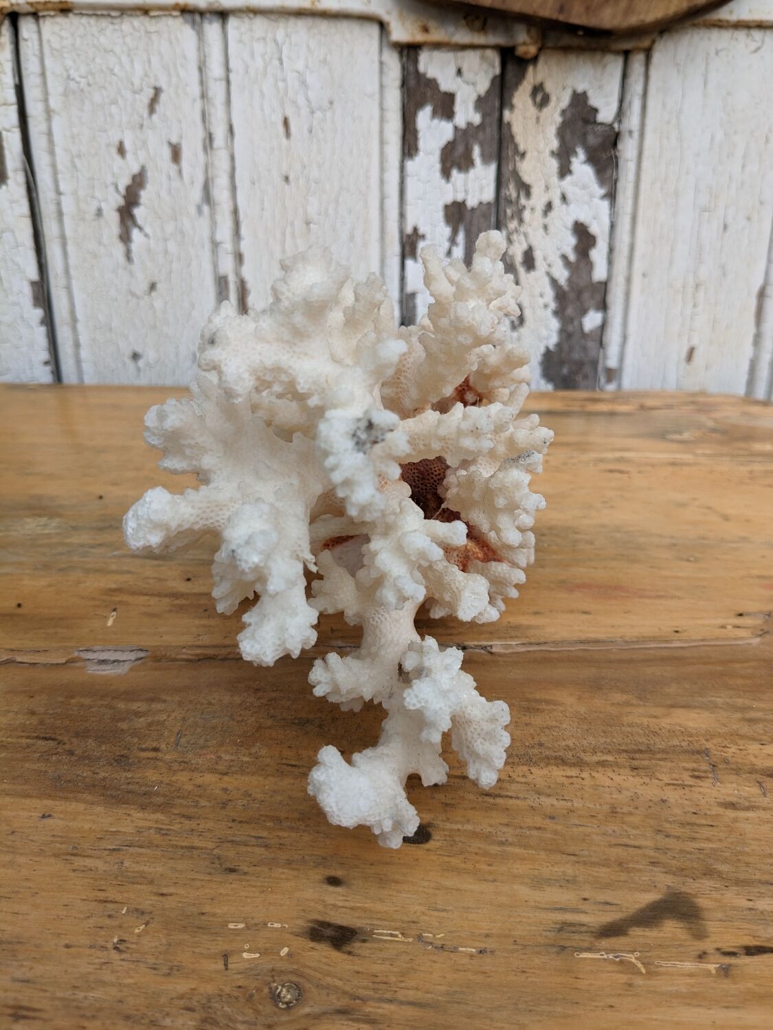 Real coral of the 70s