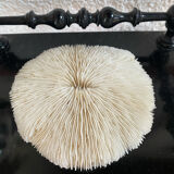 Large flat white coral