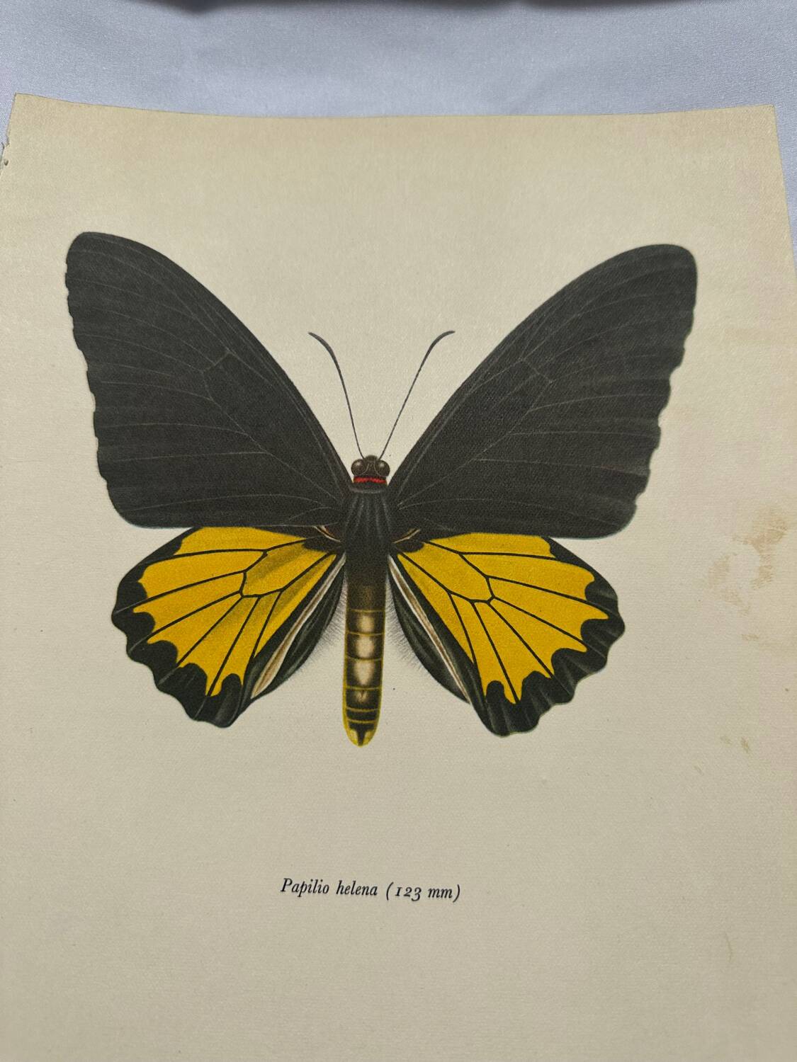 Antique butterfly engraving vintage botanical plate naturalist etching