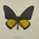 Old butterfly engraving vintage botanical plate etching naturalist