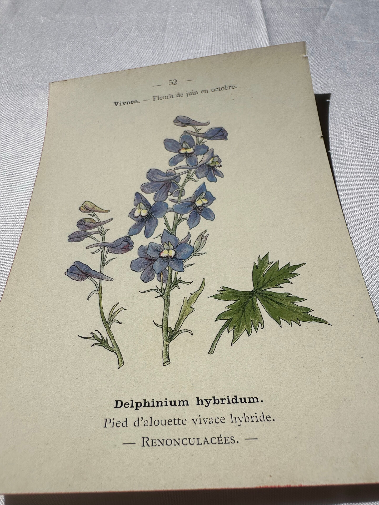 Botanical lithograph French flower double-sided naturalist