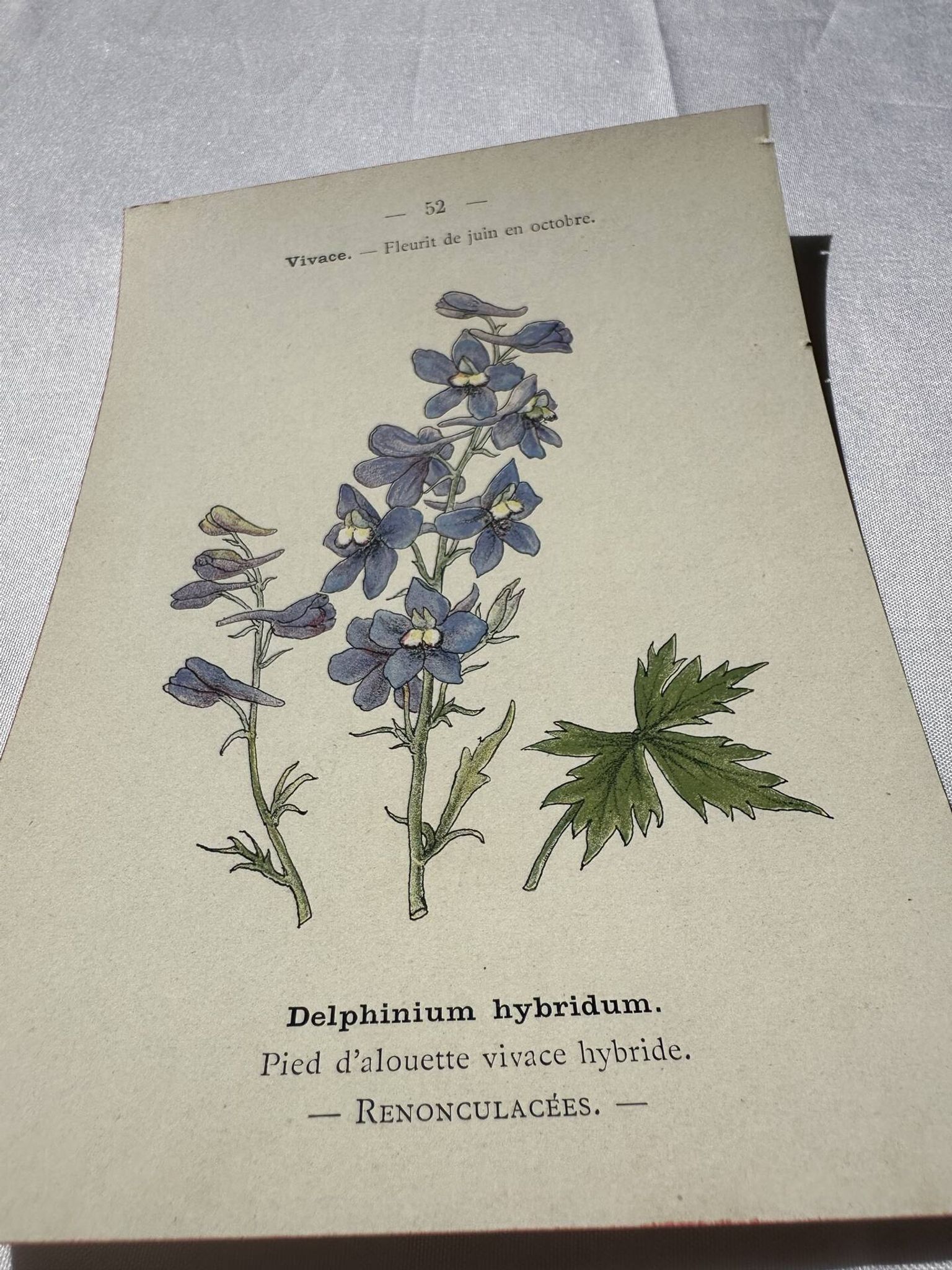 Botanical lithograph French flower double-sided naturalist