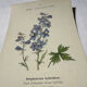 Botanical lithograph French flower double-sided naturalist