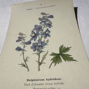 Botanical lithograph French flower double-sided naturalist