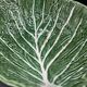 Large Salad Bowl Barbotine Cabbage Leaf - Portugal Vintage P.777A