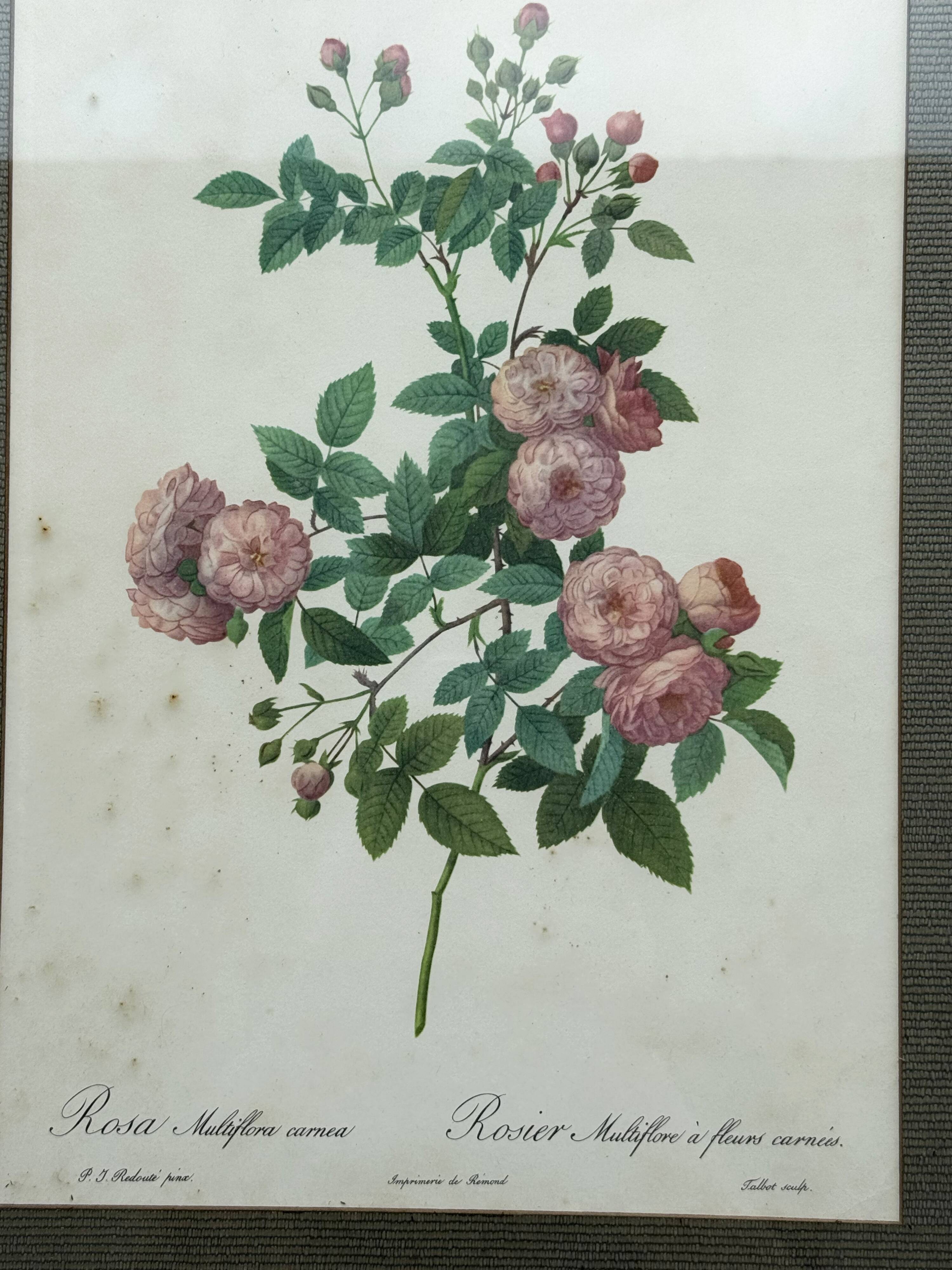 Floral illustration