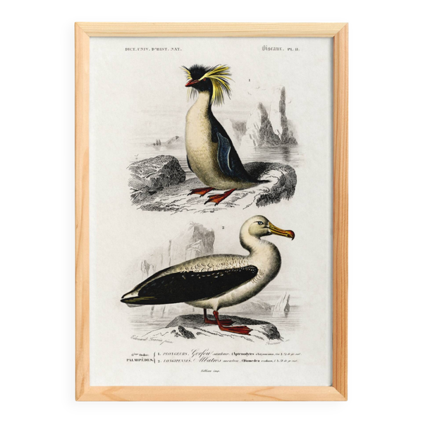 Affiche sur le manchot royal et l’albatros, d’après une gravure ancienne