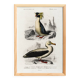 Affiche sur le manchot royal et l’albatros, d’après une gravure ancienne