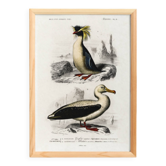 Poster of the royal penguin and the albatross, based on an old engraving.