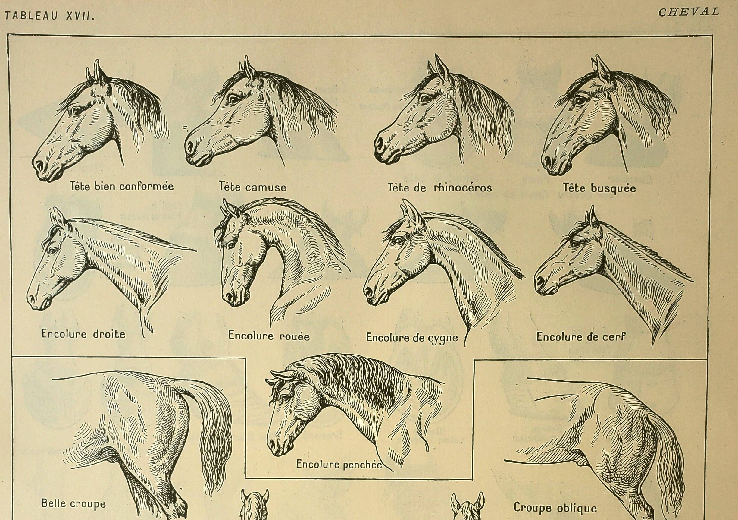 Gravure ancienne 1921 - Cheval (2)  par M. Dessertenne - lithographie