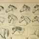 Gravure ancienne 1921 - Cheval (2)  par M. Dessertenne - lithographie