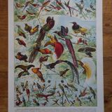 Original lithographs of farmyard birds and birds of paradise