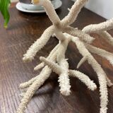Branche de corail blanc