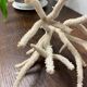 White coral branch