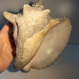 Ancient lambis strombe shell.