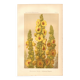Antique engraving, 1889 - Mullein flower by Lefevre. Botanical plate
