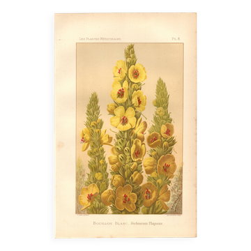Antique engraving, 1889 - Mullein flower by Lefevre. Botanical plate