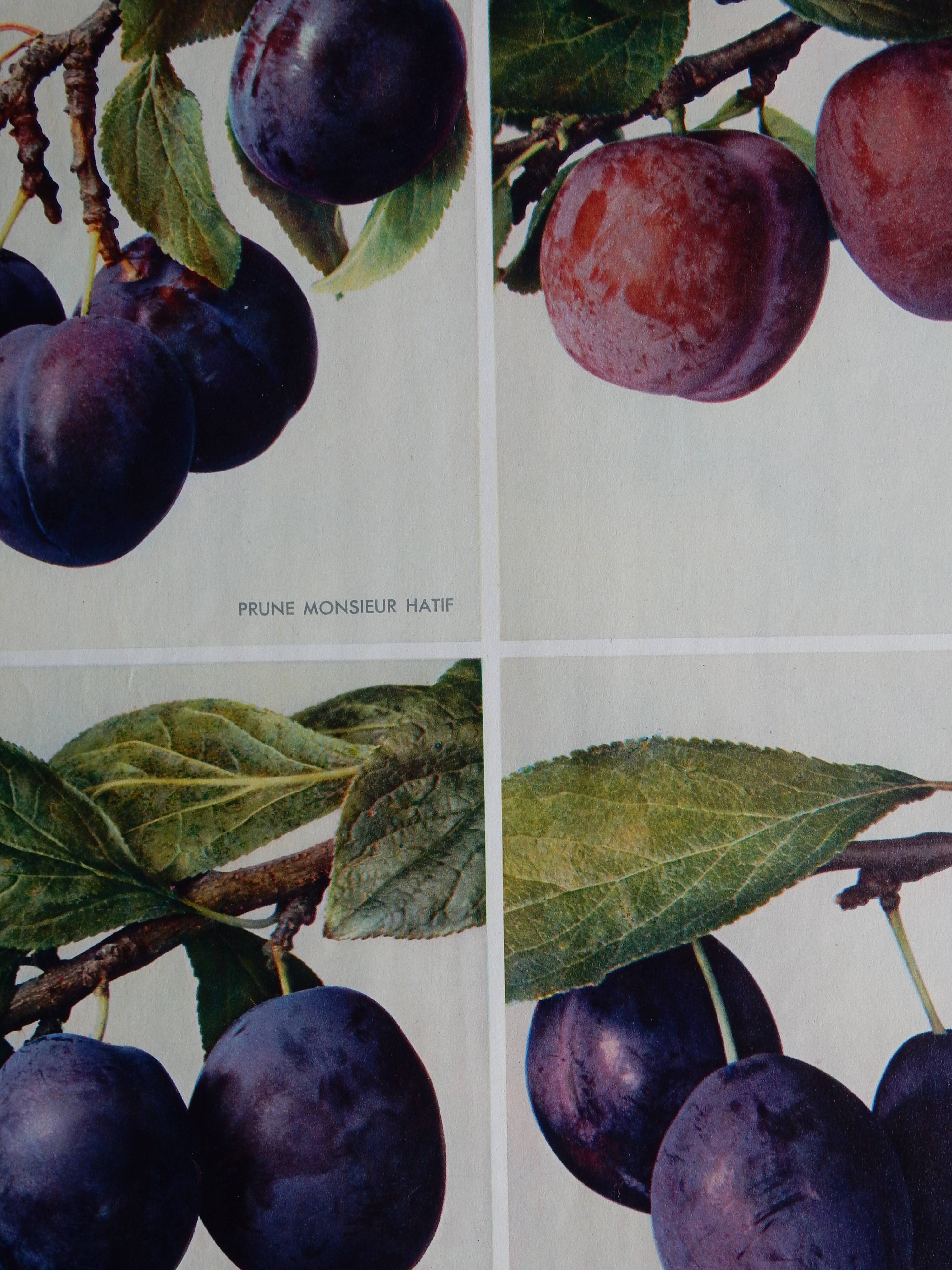 40s poster on plums