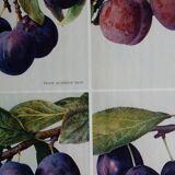 40s poster on plums