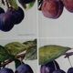 40s poster on plums