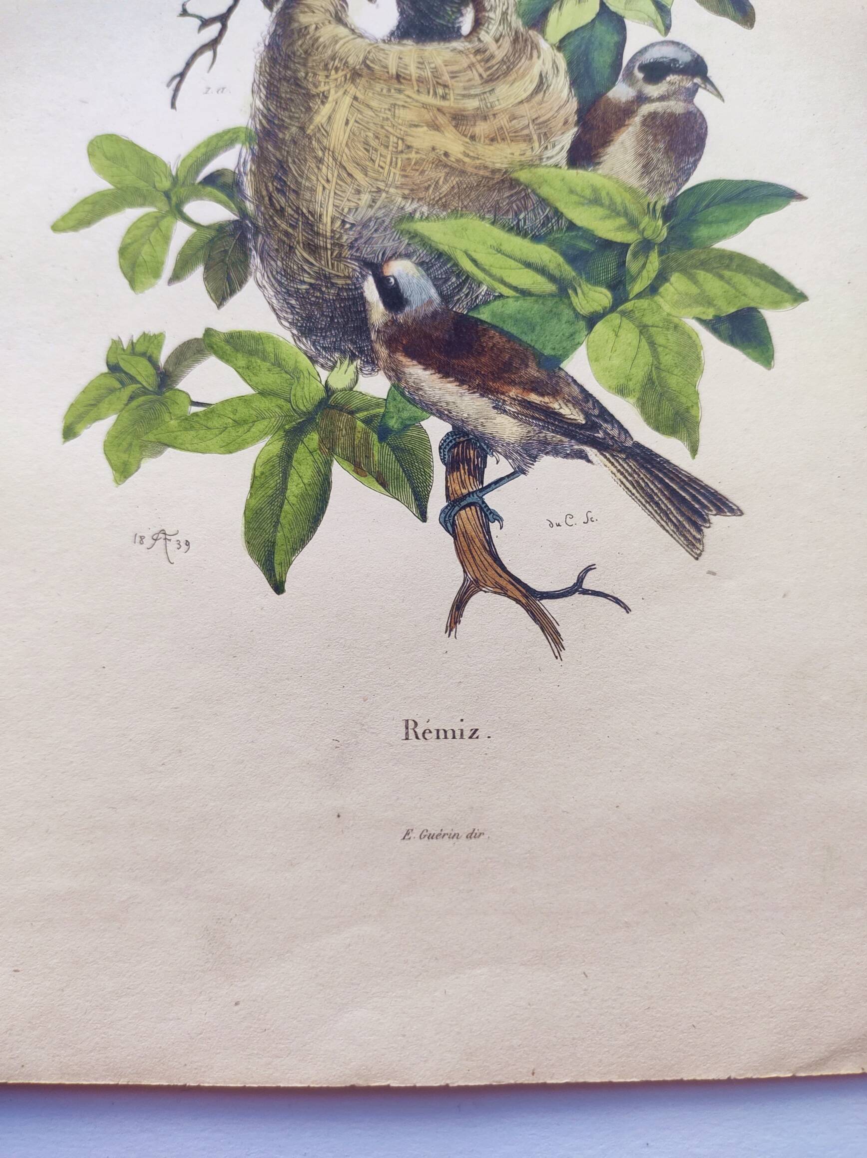 Original Engraving from 1839 -Remiz- Old hand-colored plate ornithology and birds