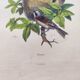 Original Engraving from 1839 -Remiz- Old hand-colored plate ornithology and birds