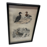 Birds frame