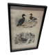 Bird frame