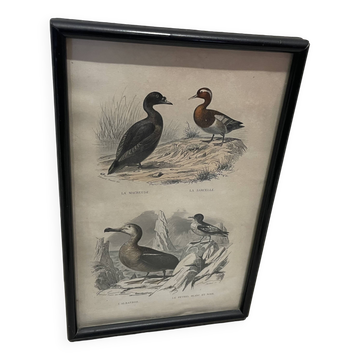 Bird frame
