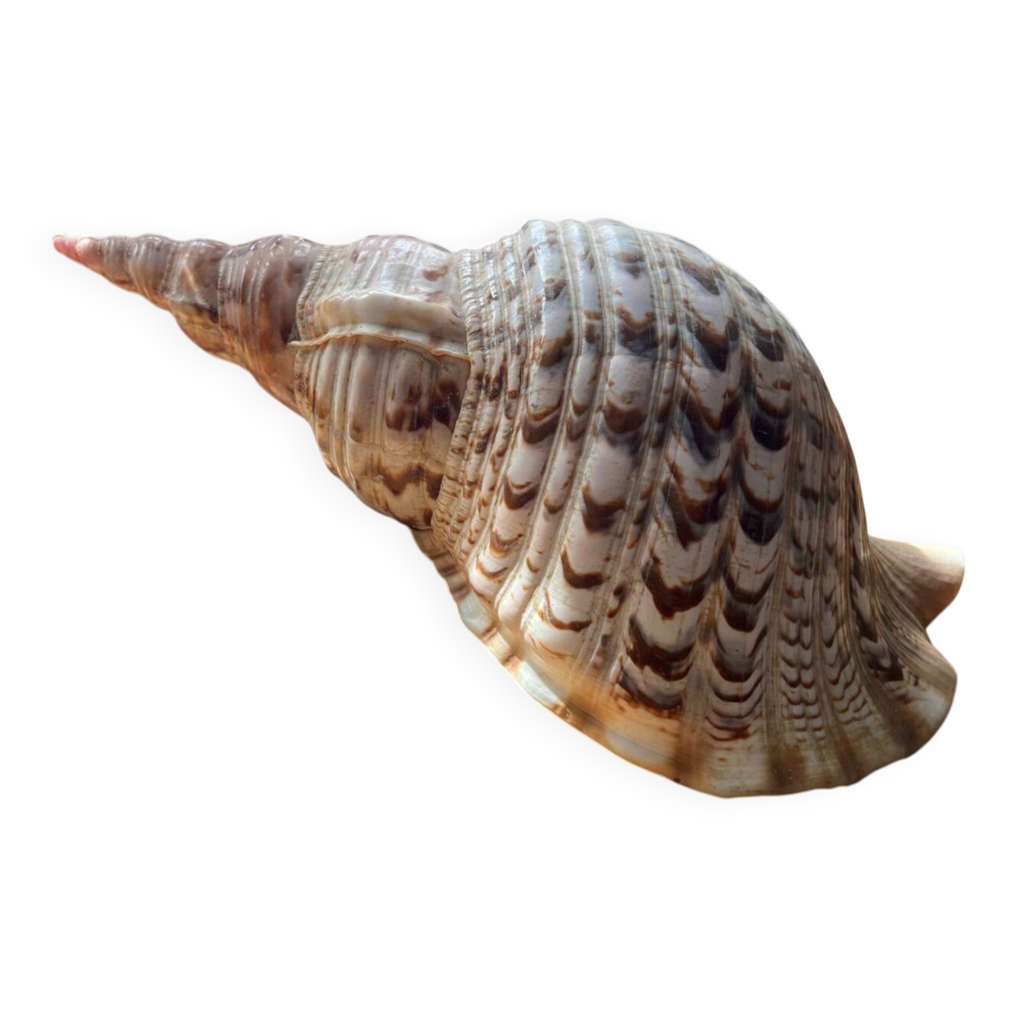 Shell - Charonia tritonis