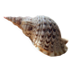 Shell - Charonia tritonis