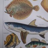 Fish lithograph from 1948