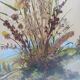Herbier sur aquarelle . années 50 .