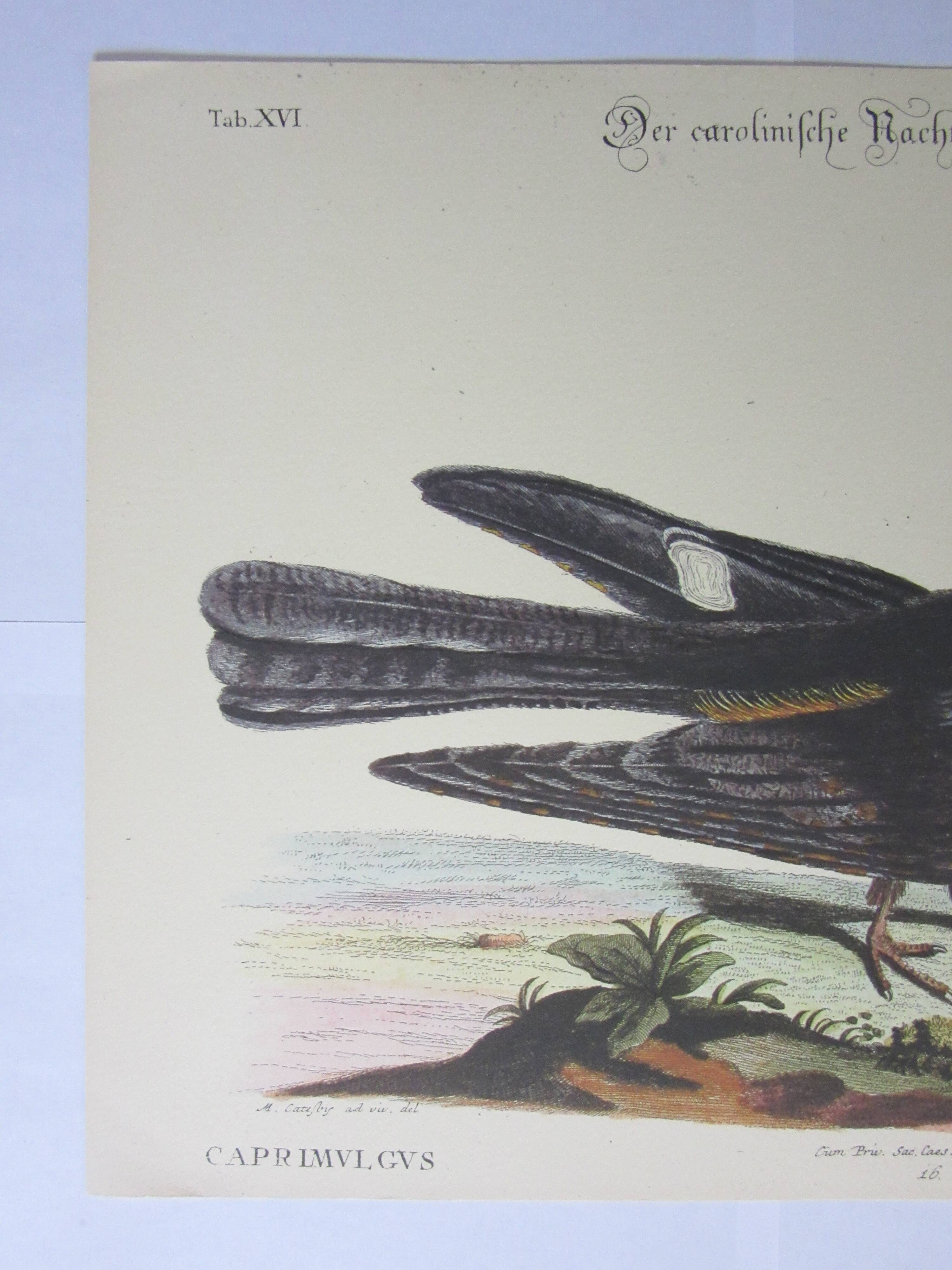 Engraving bird, head-goat of carolina, repro Catesby/Seligmann