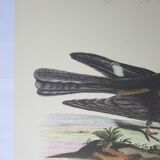 Engraving bird, head-goat of carolina, repro Catesby/Seligmann