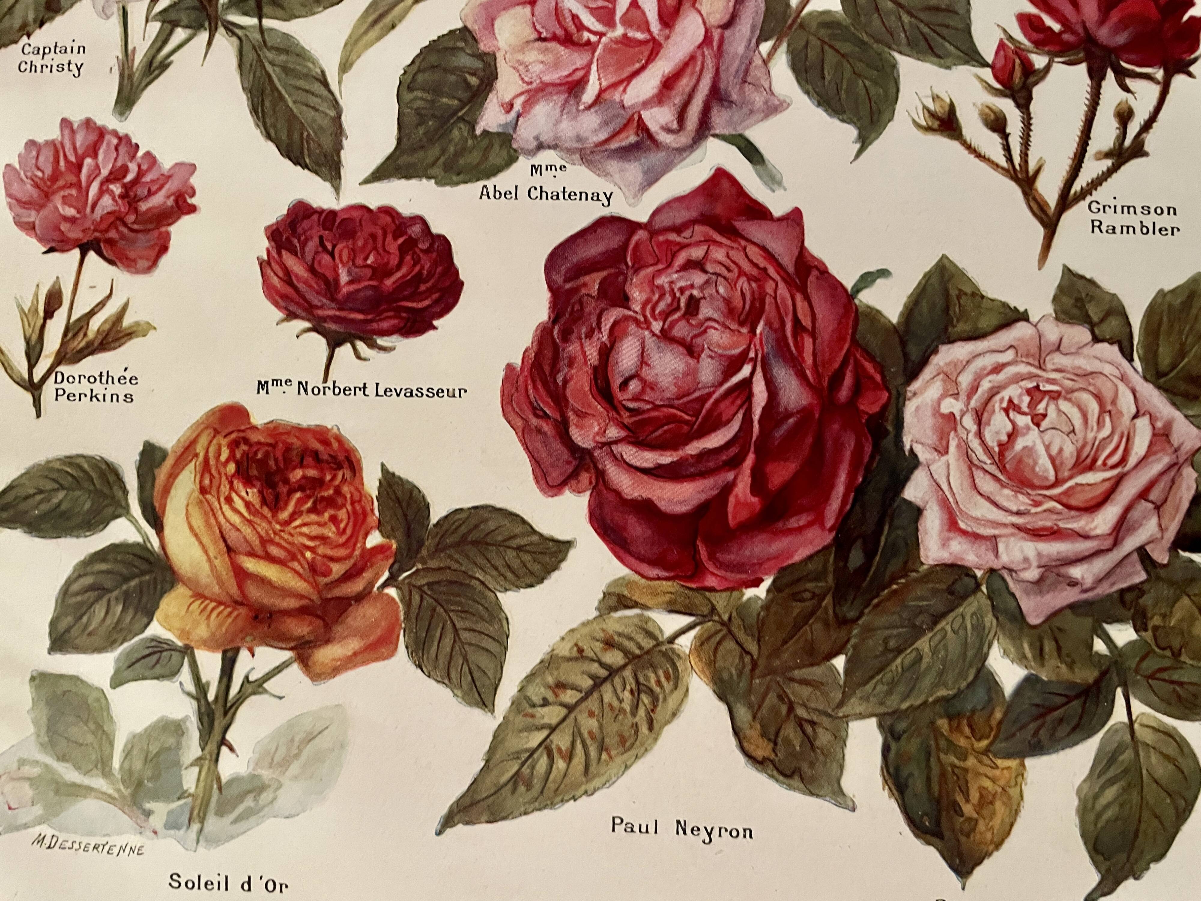 Lithograph on roses - 1920