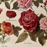 Lithograph on roses - 1920